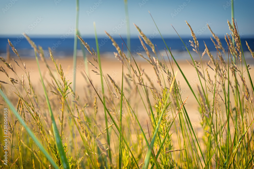 Dune grass blurred sand beach baltic sea