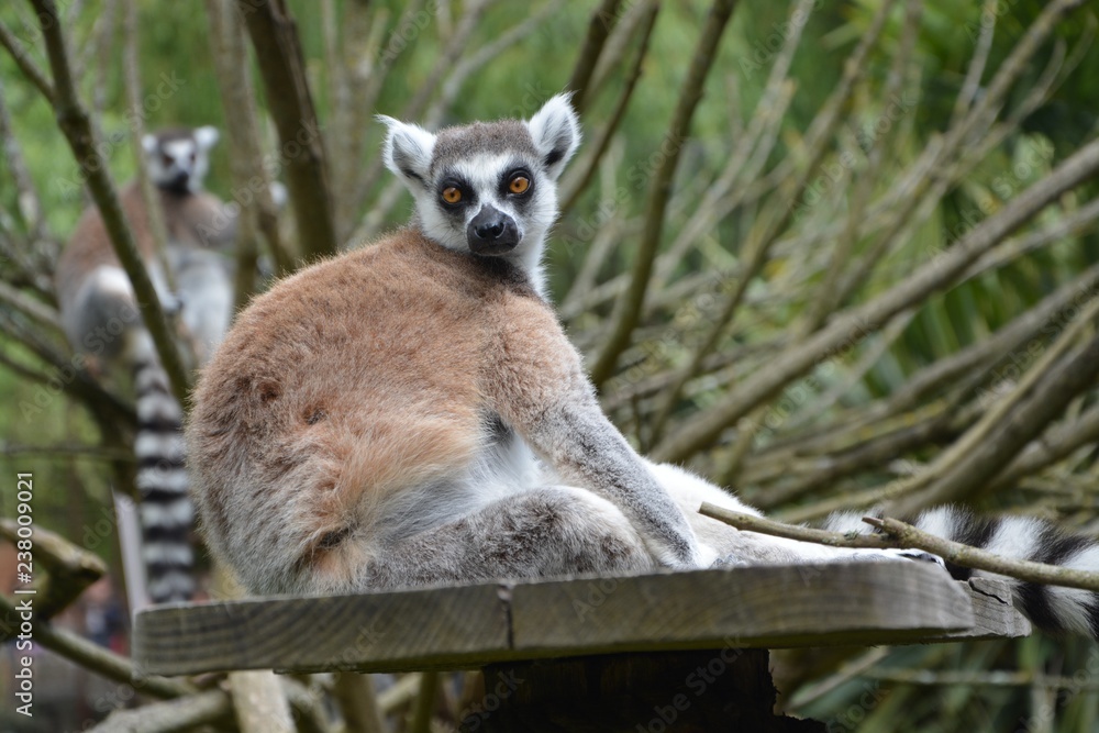 Obraz premium Lemurs of Madagascar