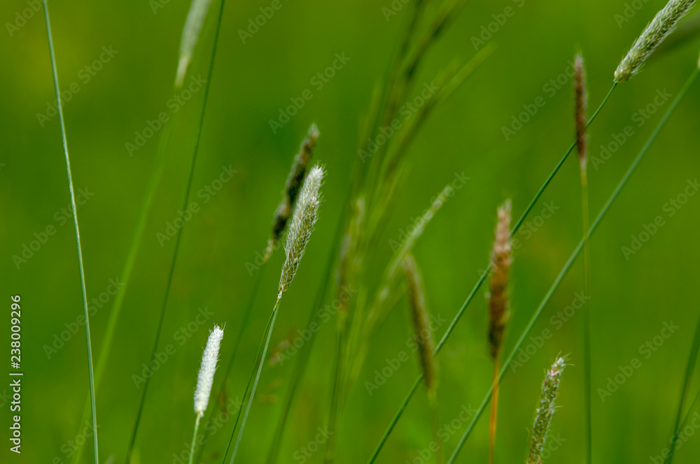 Gräser auf einer Wiese im Frühling - Gräserpollen Heuschnupfenzeit