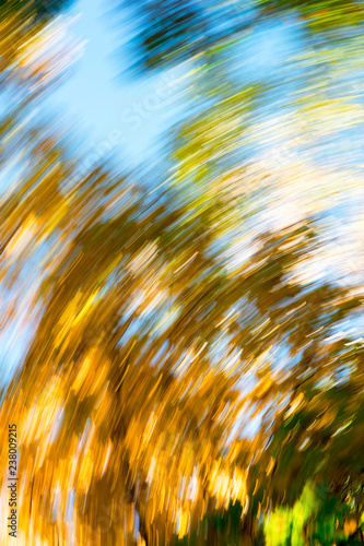 Blurred abstract background of autumn leaves on trees in motion. The concept of rotation in nature in autumn