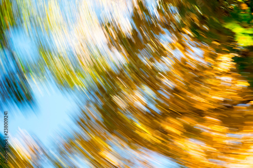 Blurred abstract background of autumn leaves on trees in motion. The concept of rotation in nature in autumn