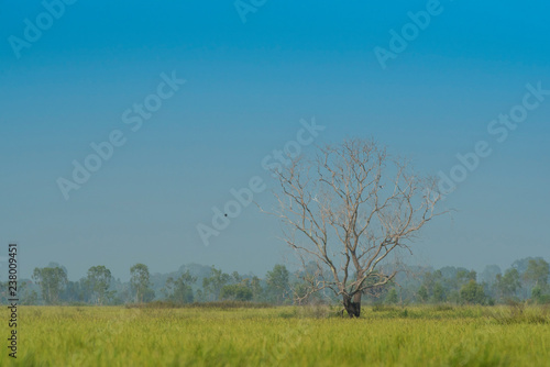 Dead tree in rice field