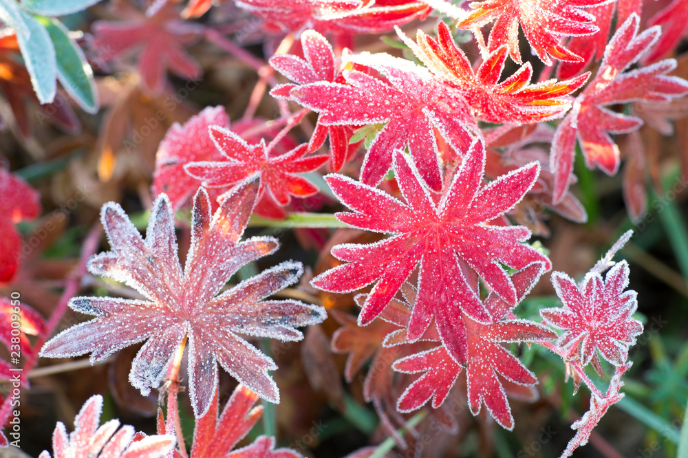 Red leaves of the plant Aconite with various shades, covered with frost. Background Red leaves of the plant Aconite with various shades, covered with frost. Background