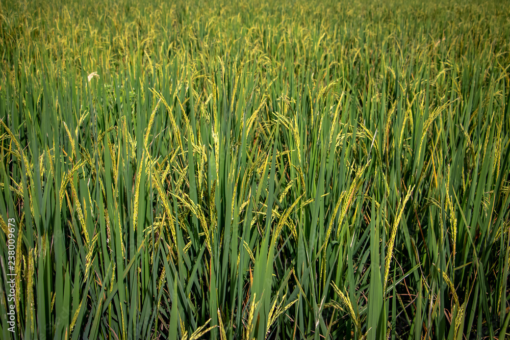 Close up of rice paddy in rice field. The rice is ripening and should be ready for harvest. Close up of rice paddy in rice field. The rice is ripening and should be ready for harvest.