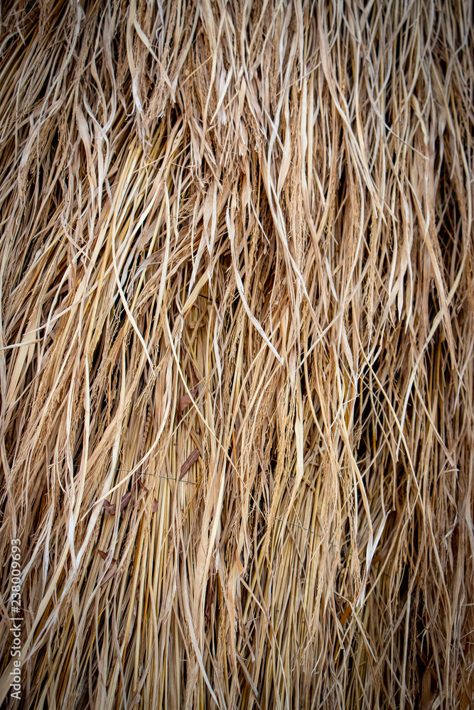 Closeup photo of stack of the rice straw. The texture background photo. Closeup photo of stack of the rice straw. The texture background photo.