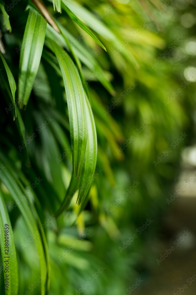Obraz premium green leaves background and nature bokeh light