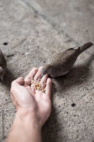 zebra dove Eat Grain in My Hand, showing the friendship point.