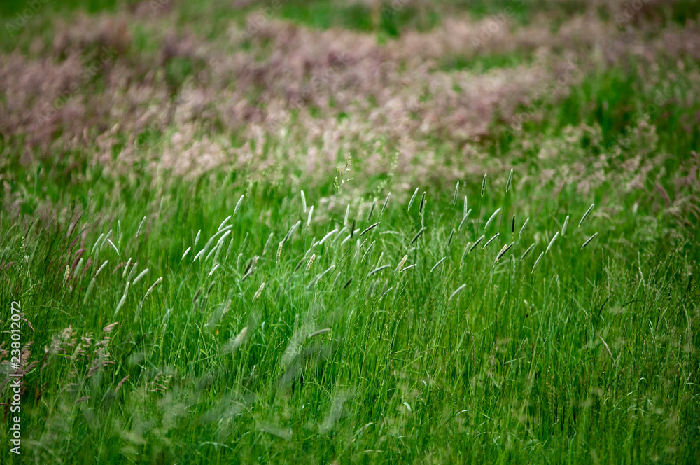 Gräserpollen im Frühling Heuschnupfenzeit Stock Photo Adobe Stock