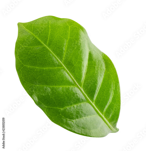 Green leaf of coffee isolated on white background.