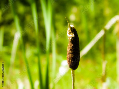 Close up of typha plant.