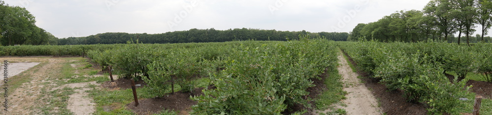 Agricultural land, paths, blueberry field in green wooded area on a cloudy day. The picture is a panorama picture
