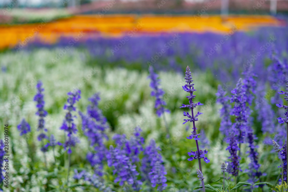 Obraz premium beautiful lavender filed in day time