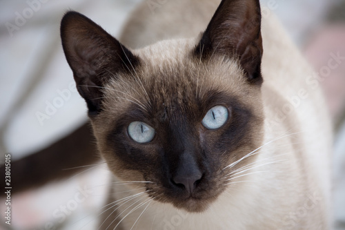Cat with blue eyes © raquelcarmo
