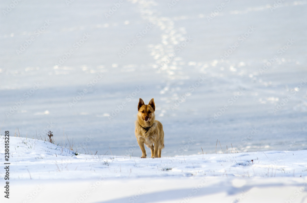 Naklejka premium Red dog on white snow near the river.