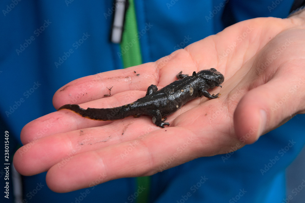 Obraz premium Erschöpfter Molch wird nach Teichsanierung wieder in seinen Tümpel freigelassen und schwimmt davon