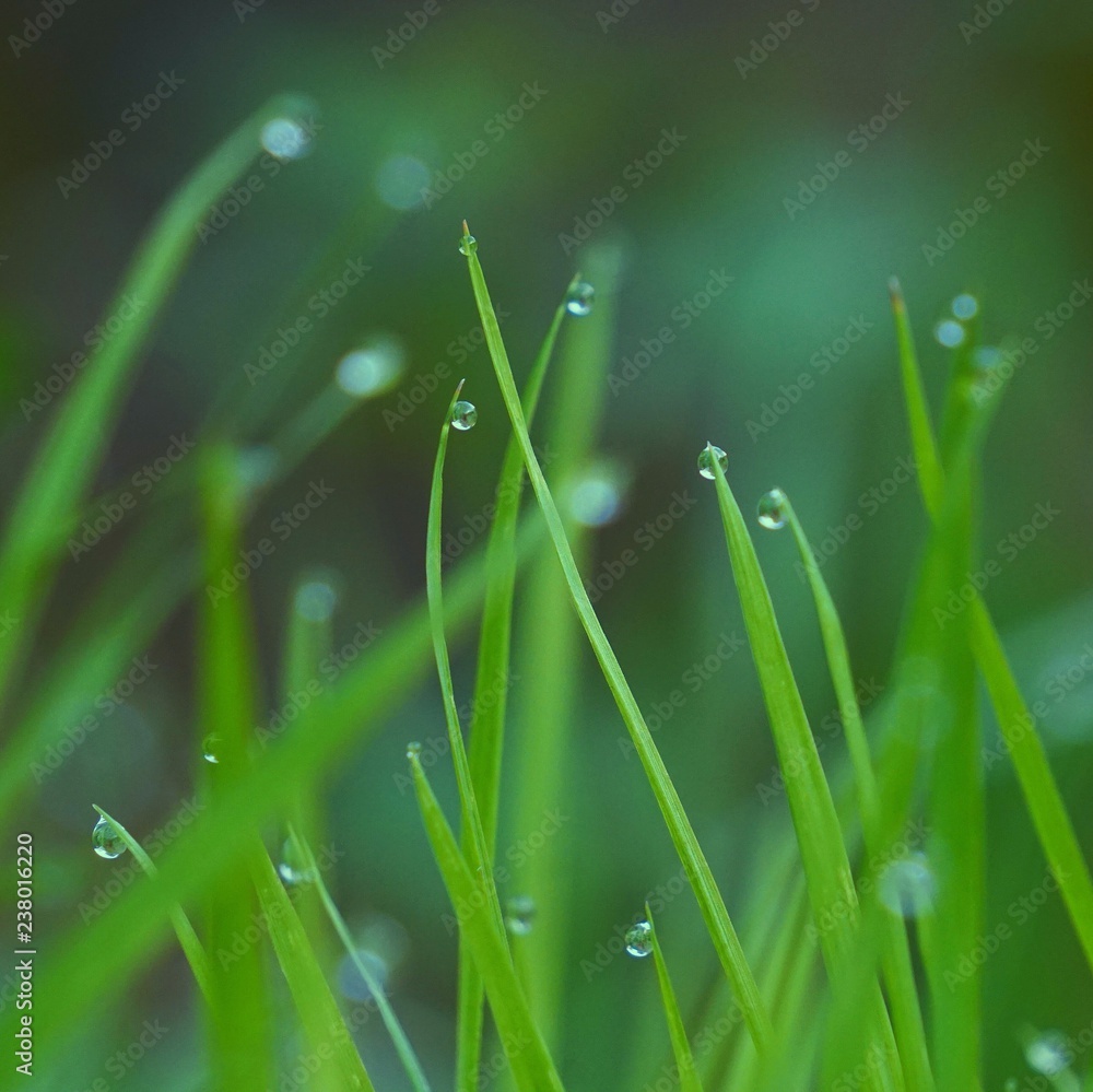 Fototapeta premium the green grass with raindrops in the garden in the nature