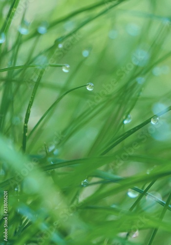 the green grass with raindrops in the garden in the nature