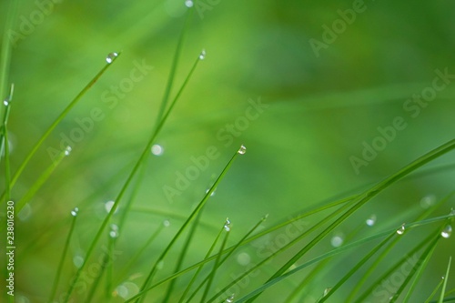 the green grass with raindrops in the garden in the nature