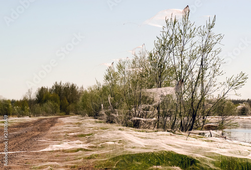 Spiders and the family in the webs on the trees near the pond. Siberia. Russia.