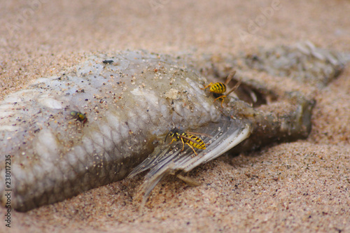Hungrige Wespen weiden einen toten Fisch am Strand aus - bis auf die Gr  ten  Schuppen und Flossen
