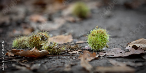 chestnuts in autumn