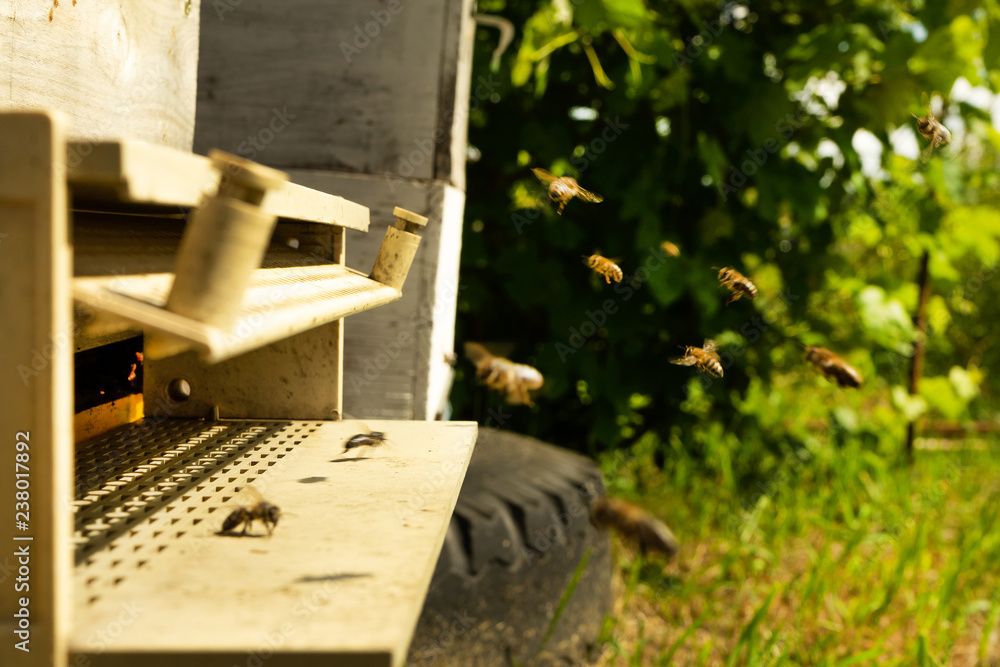 Bees fly to the hive and carry pollen one after the other in summer days Bees fly to the hive and carry pollen one after the other in summer days