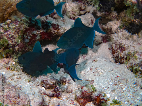 Redtooth Triggerfish (Odonus niger) in the Indian Ocean photo