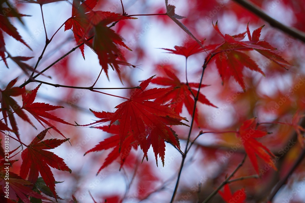 the beautiful red tree leaves in the nature the beautiful red tree leaves in the nature