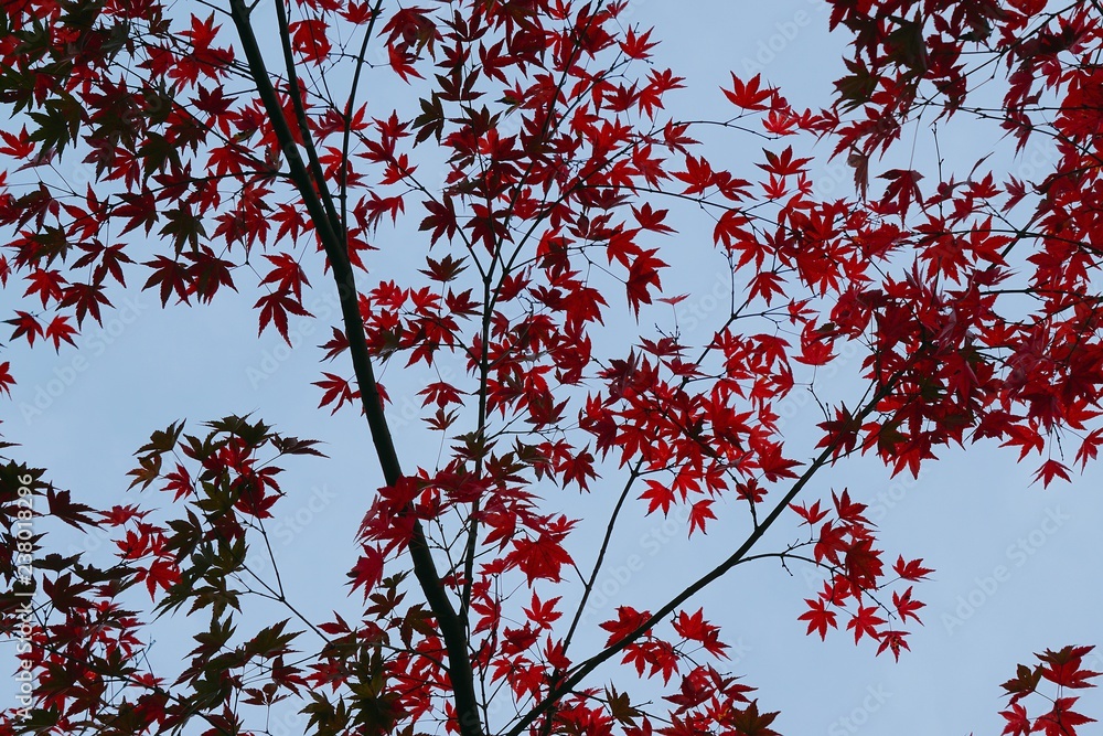 the beautiful red tree leaves in the nature the beautiful red tree leaves in the nature