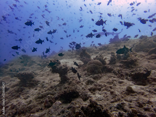 Redtooth Triggerfish (Odonus niger) in the Indian Ocean photo