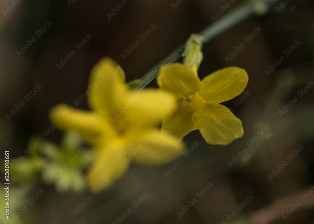 Obraz premium Winter Jasmine