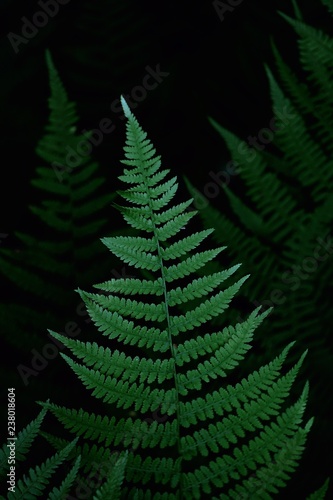 the beautiful green tree leaves in the garden in the nature