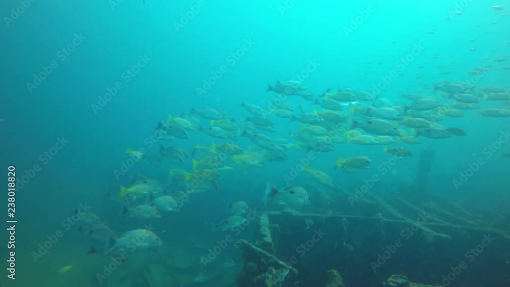 Fish on underwater shipwreck Fish on underwater shipwreck