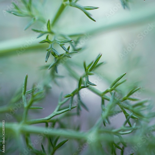 the beautiful abstract green plant leaves in the garden in the nature