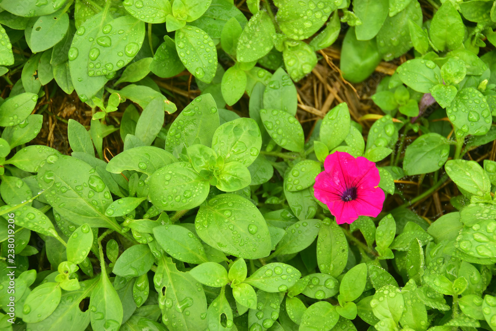 Colorful of Pink flower with the green leaves background Colorful of Pink flower with the green leaves background