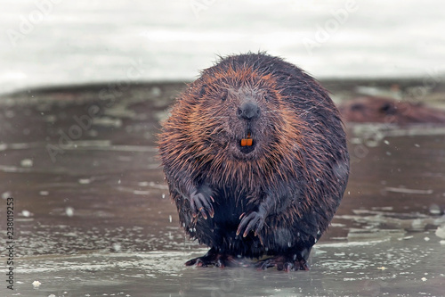 funny brown american beaver (castor genus) sits on the shore of a frozen lake in winter