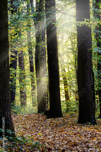 Sonnenstrahlen im Laubwald  Herbststimmung