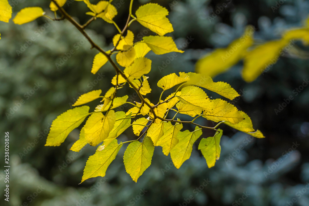 Autumn colorful leaves