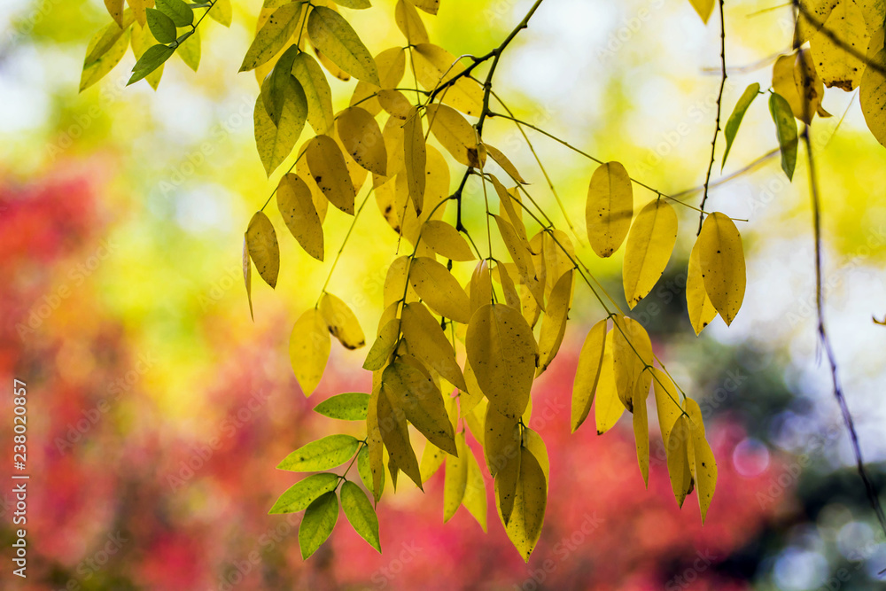 Autumn colorful leaves
