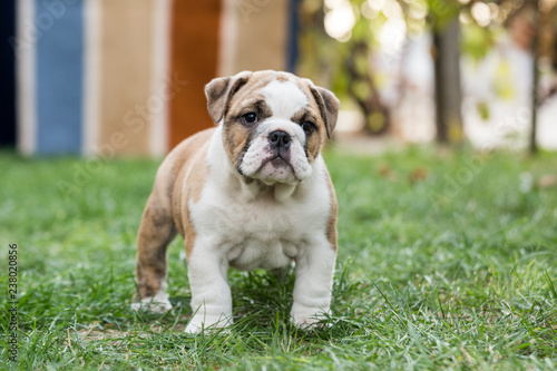 Cute English Bulldog Puppies 