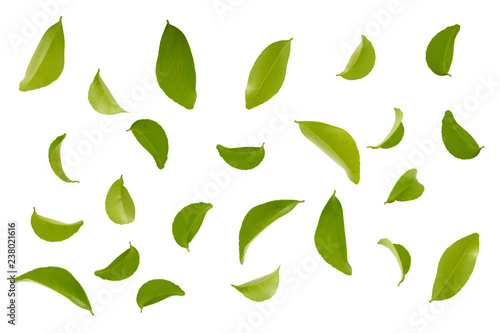 fly green leaves isolated