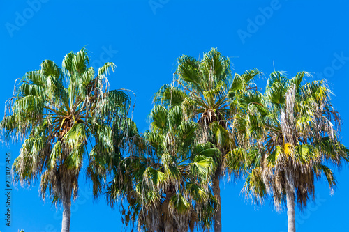 Palm trees under a clear sky in Southern California