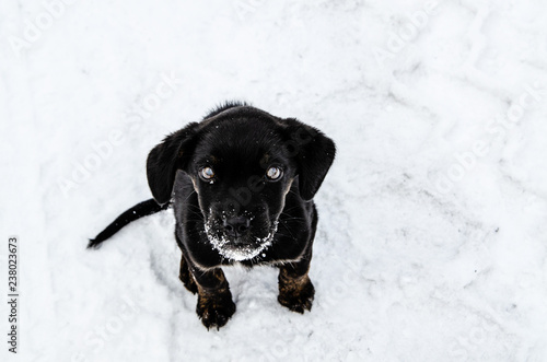 A small black dog sits on the snow with a plaintive look