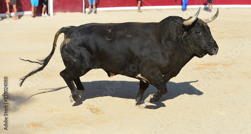 toro en españa