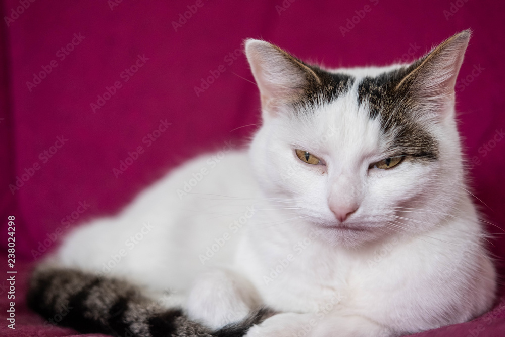 Cranky fluffy White Cat with Attitude not looking happy that there photo is being taken 