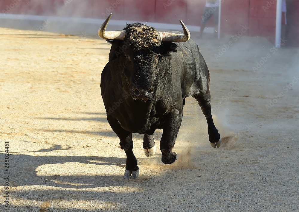 toro toro