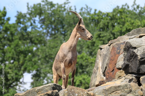 a mountain goat on the rock in a zoo