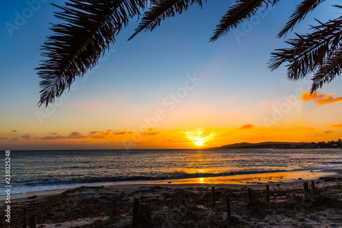 Palm tree by the sea in Alghero shore at sunset