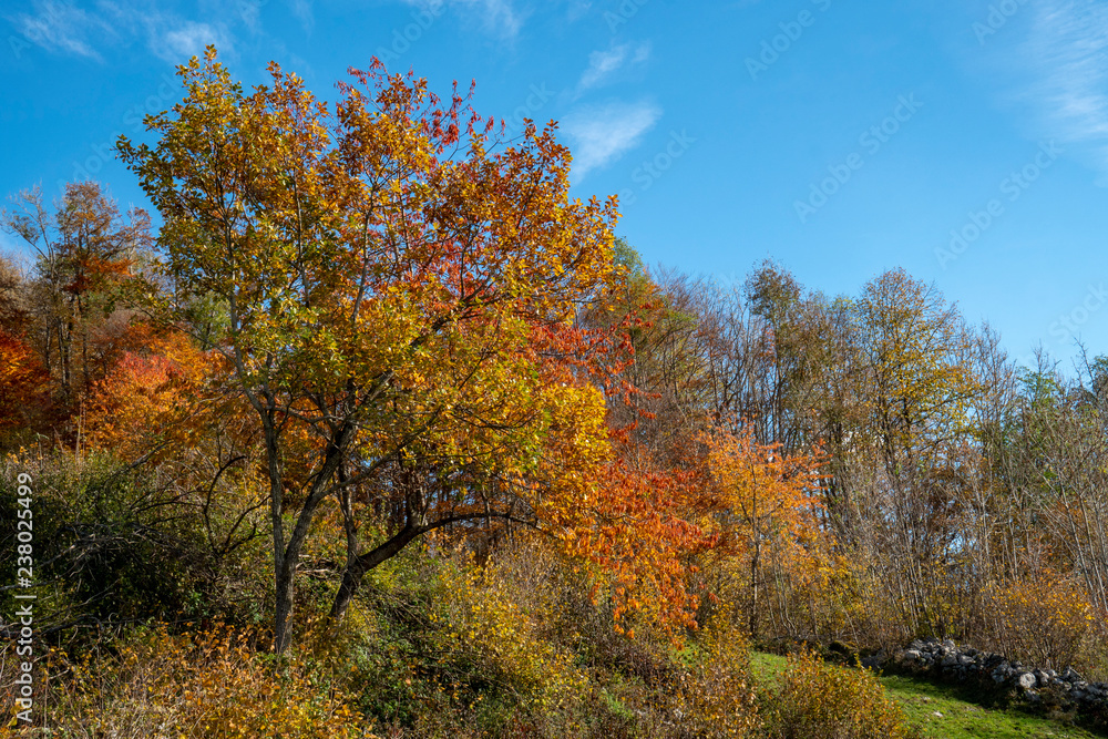 Buntes Herbstlaub