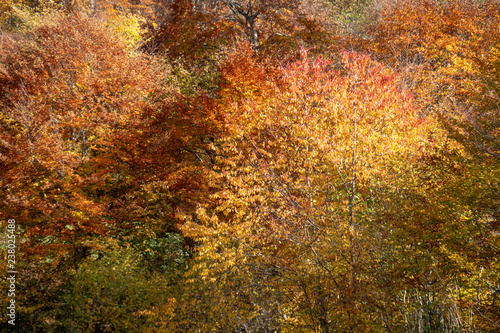 Farbexplosion im Herbst: Bunt verfärbtes Laub an den wilden Kirschbäumen